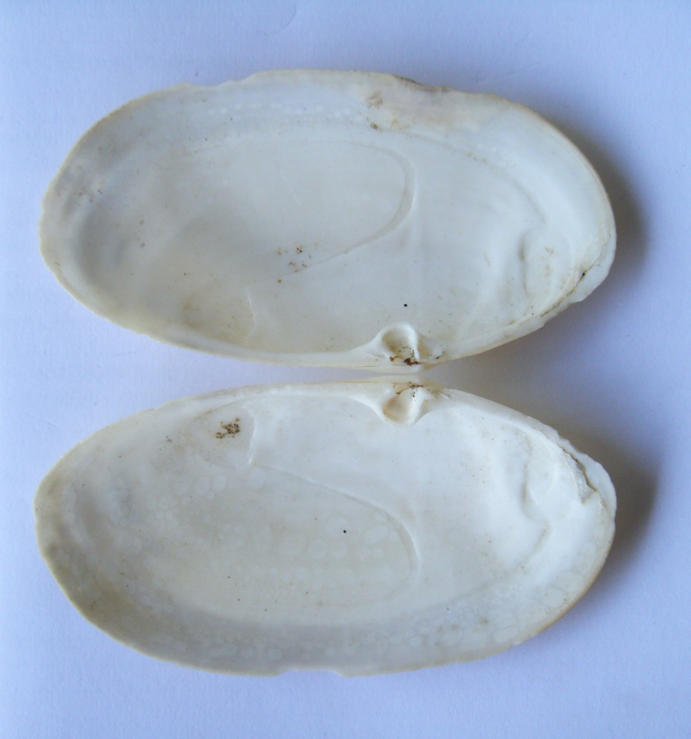 Bivalve 4 = Tapes (Ruditapes) decussatus (Linn, 1758)